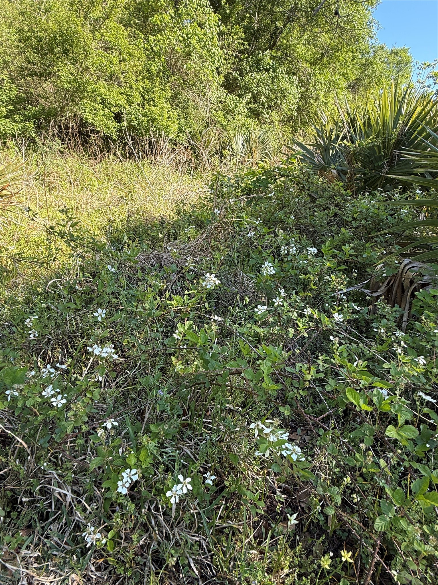 281 Rd Sargent Tx 77414 Road Sargent, TX 77414 - Photo 17 of 23 a view of a lush green forest