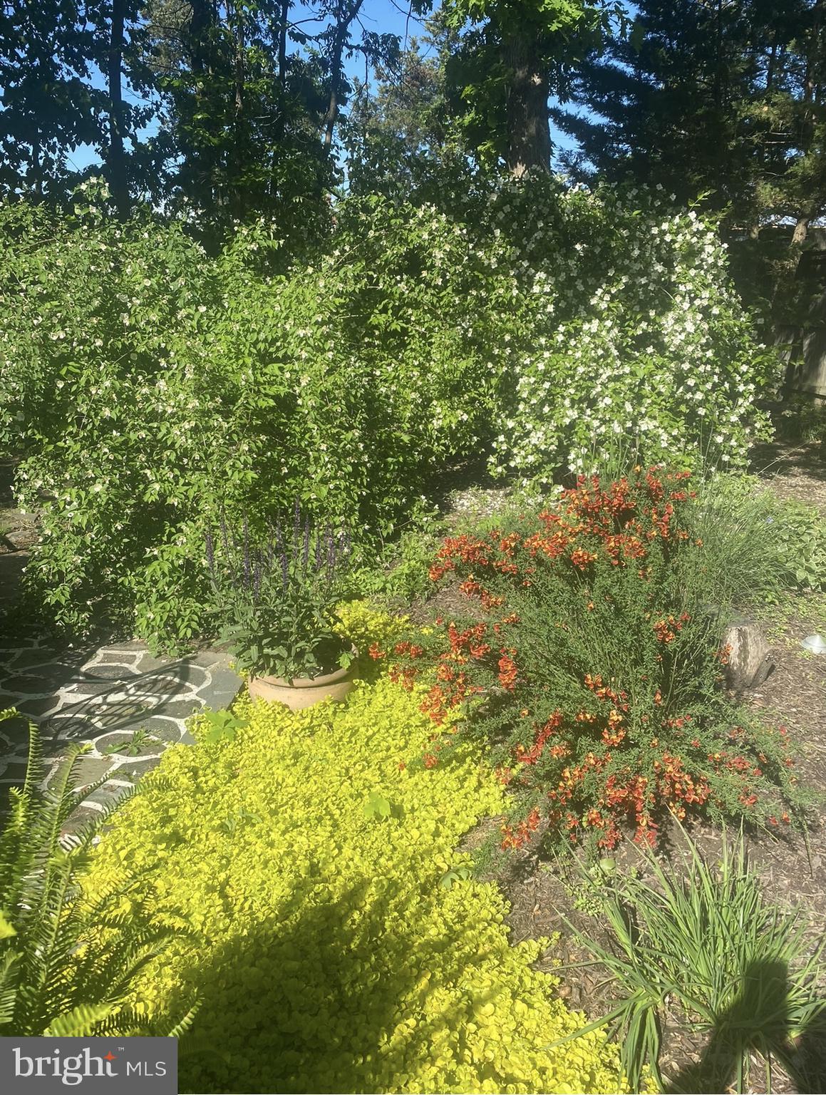6102 Sherborn Lane Springfield, VA 22152 - Photo 43 of 51 a view of a big yard with plants and large trees