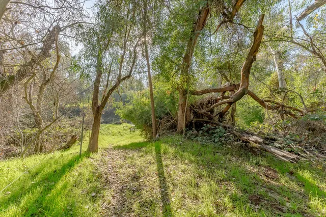 a view of a park with large trees