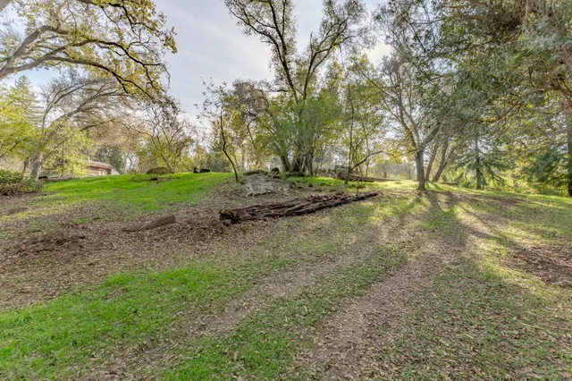 a view of a yard with plants and large trees