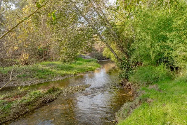 a view of a yard with plants and trees