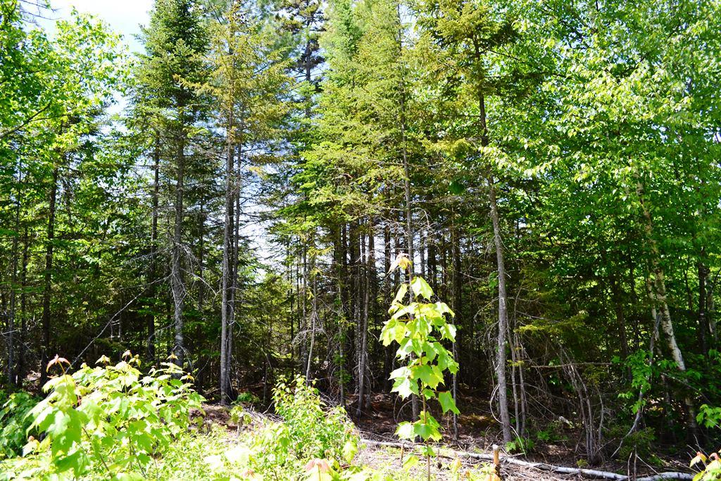 0 Ermine Road Sandy River Plt, ME 04970 - Photo 10 of 14 Lot