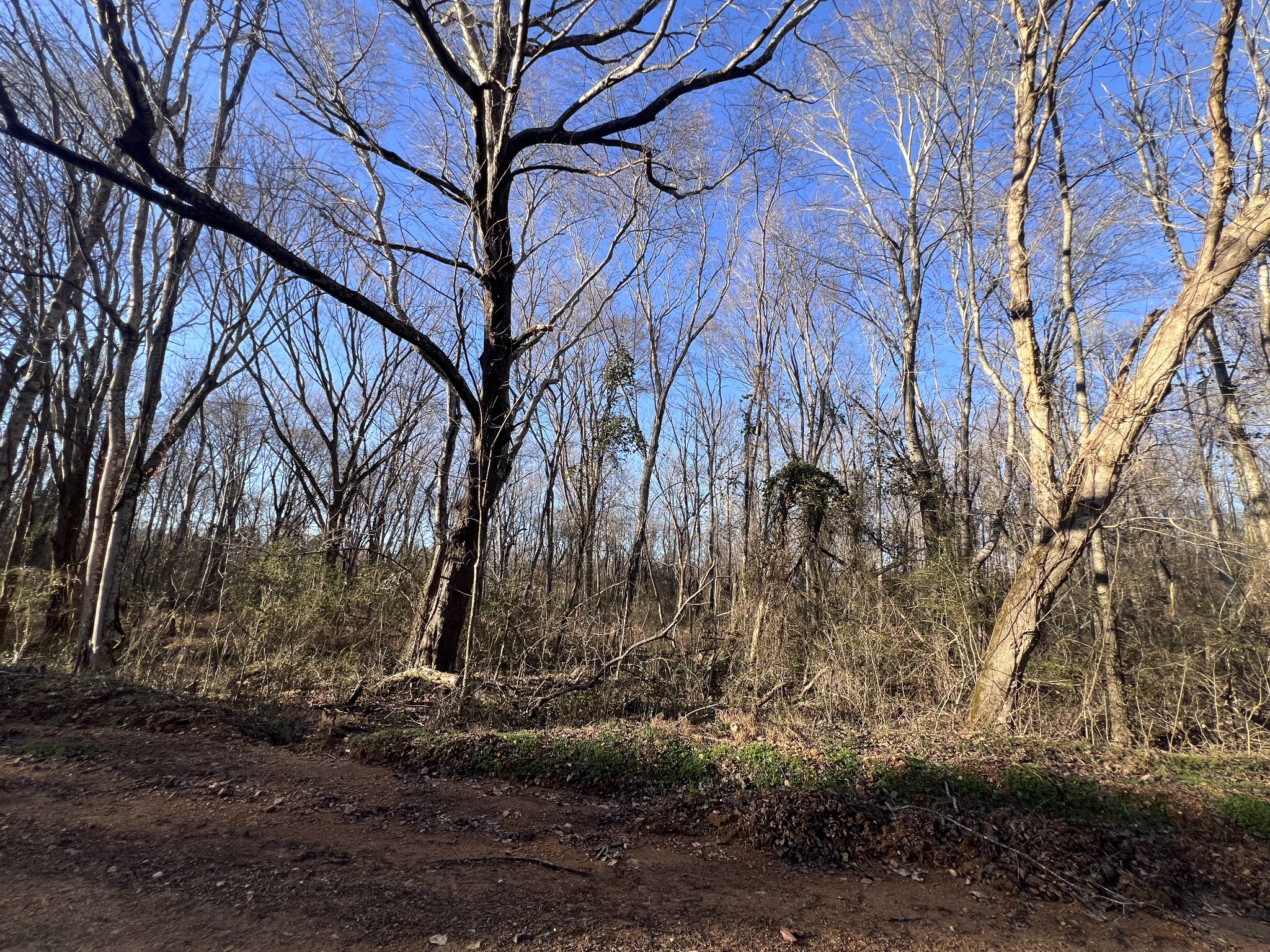 0 She Boss Road Duck River, TN 38454 - Photo 6 of 13