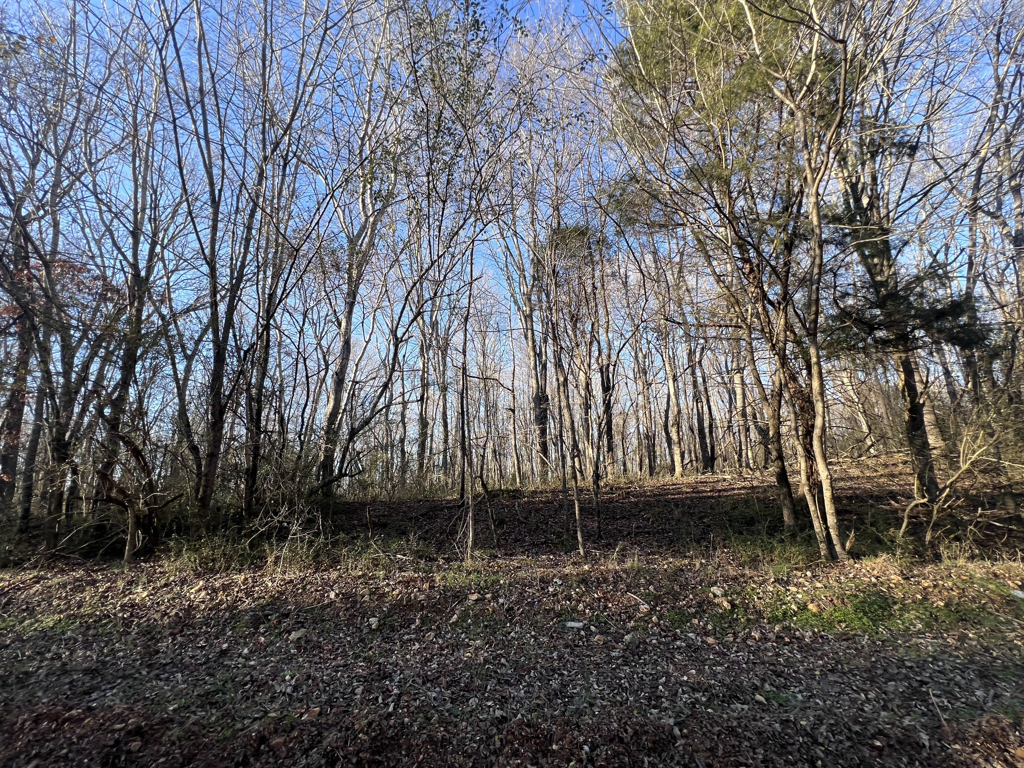 0 She Boss Road Duck River, TN 38454 - Photo 7 of 13