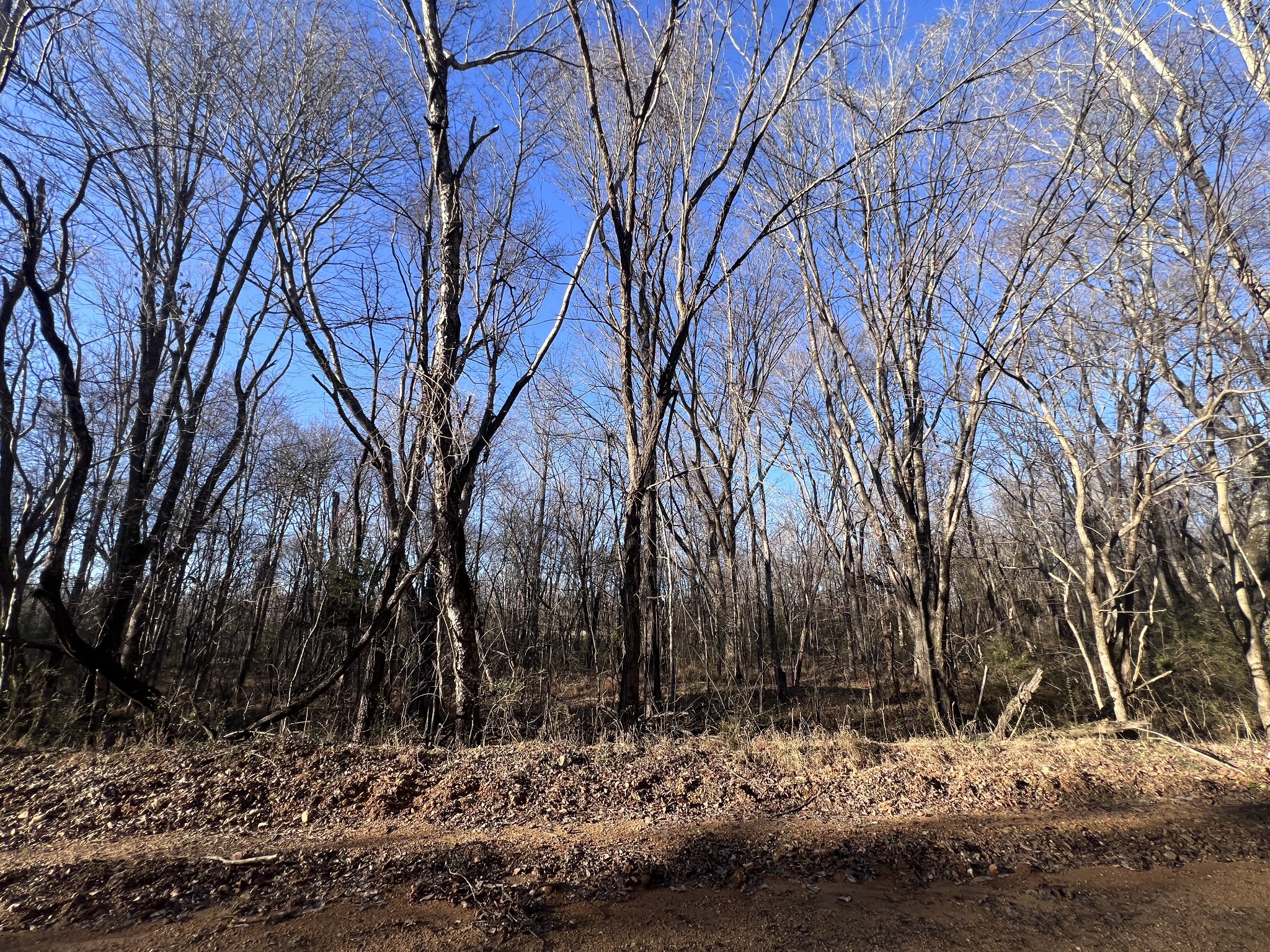 0 She Boss Road Duck River, TN 38454 - Photo 9 of 13