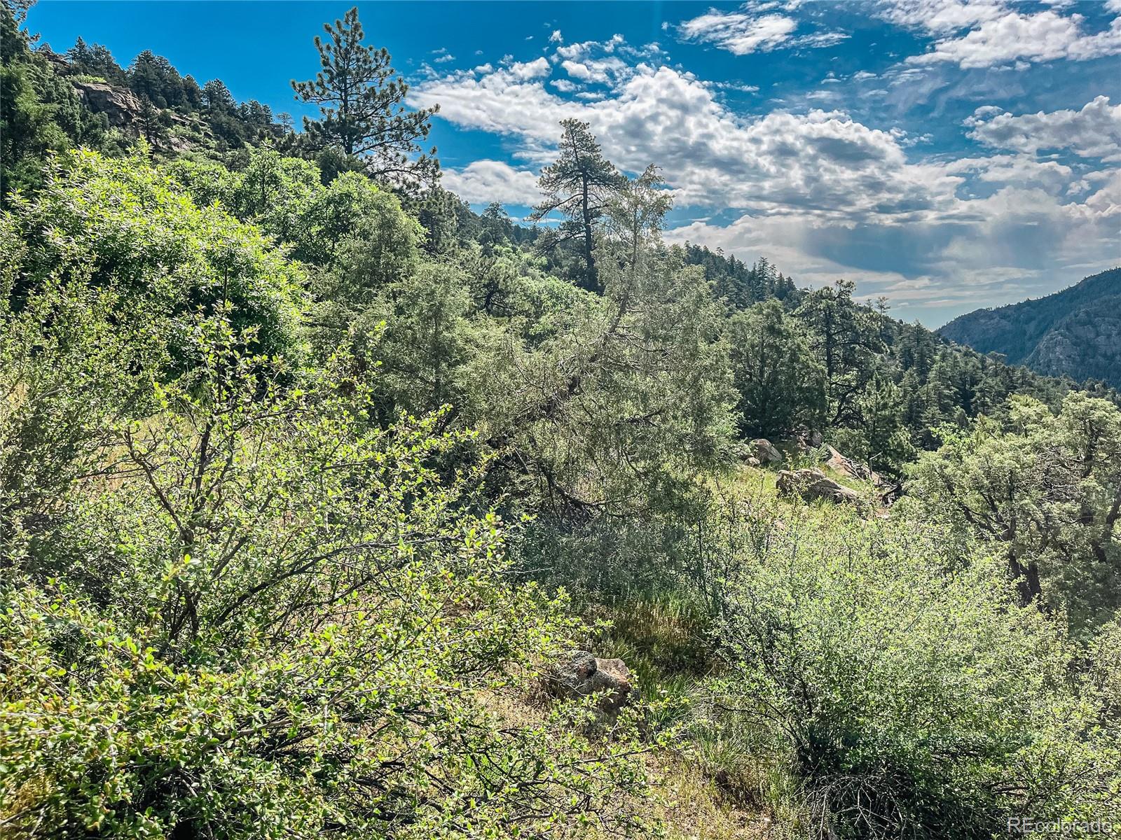 0 Raven Gulch Road Indian Hills, CO 80454 - Photo 11 of 21 a view of a bunch of trees and bushes