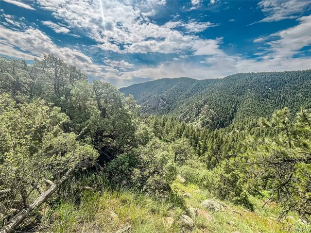 a view of a bunch of trees and bushes