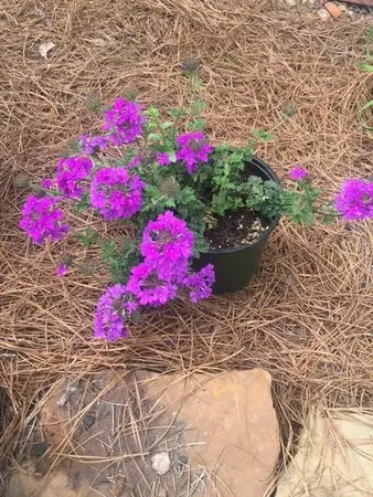 $539,000 | 431 Providence Club Drive, Monroe, GA 30656