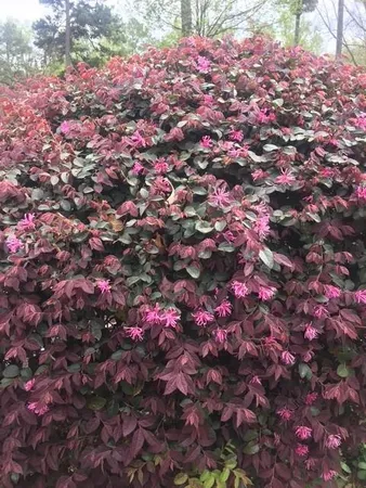 $539,000 | 431 Providence Club Drive, Monroe, GA 30656