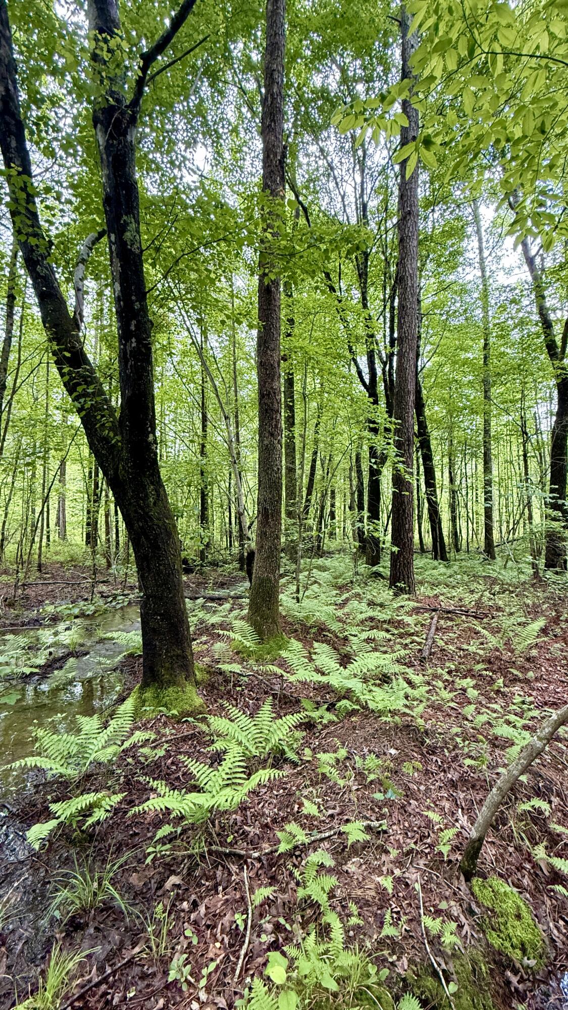 0 Sullivan Road, Unit LOT 3 Dunlap, TN 37327 - Photo 11 of 21 IMG_0937