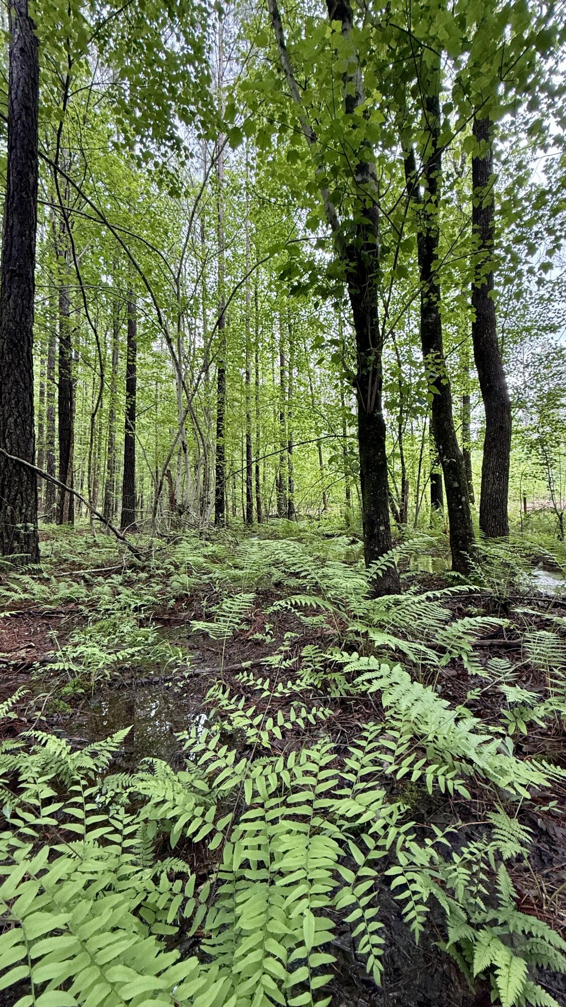 0 Sullivan Road, Unit LOT 3 Dunlap, TN 37327 - Photo 12 of 21 IMG_0938