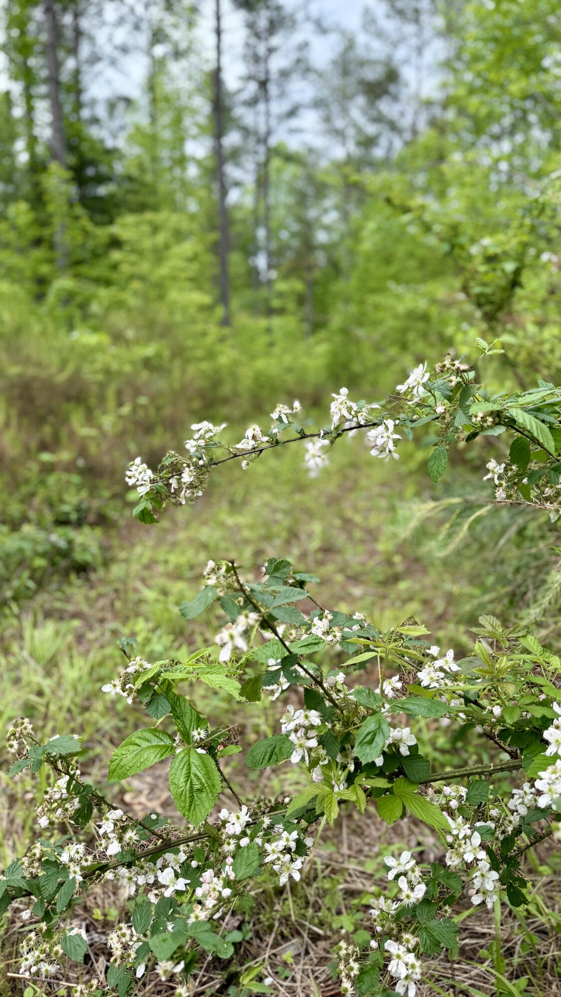 0 Sullivan Road, Unit LOT 3 Dunlap, TN 37327 - Photo 14 of 21 IMG_0950