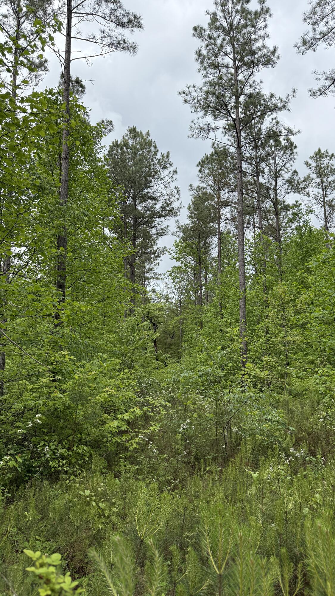 0 Sullivan Road, Unit LOT 3 Dunlap, TN 37327 - Photo 15 of 21 IMG_0949