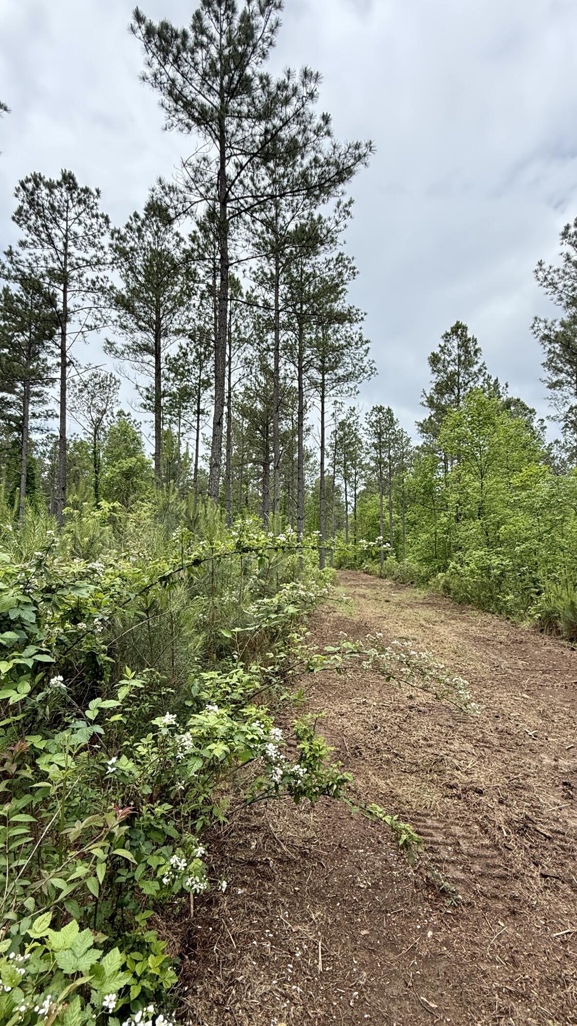 0 Sullivan Road, Unit LOT 3 Dunlap, TN 37327 - Photo 20 of 21 IMG_0952