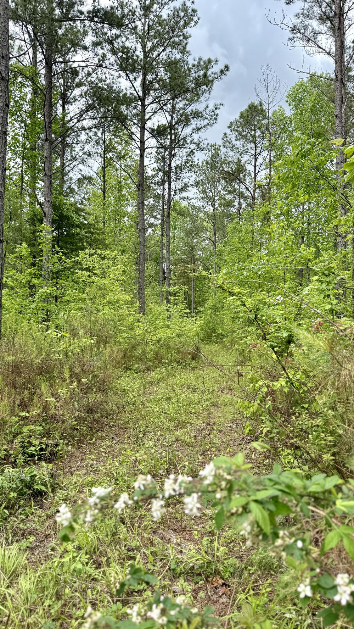 0 Sullivan Road, Unit LOT 3 Dunlap, TN 37327 - Photo 21 of 21 IMG_0951