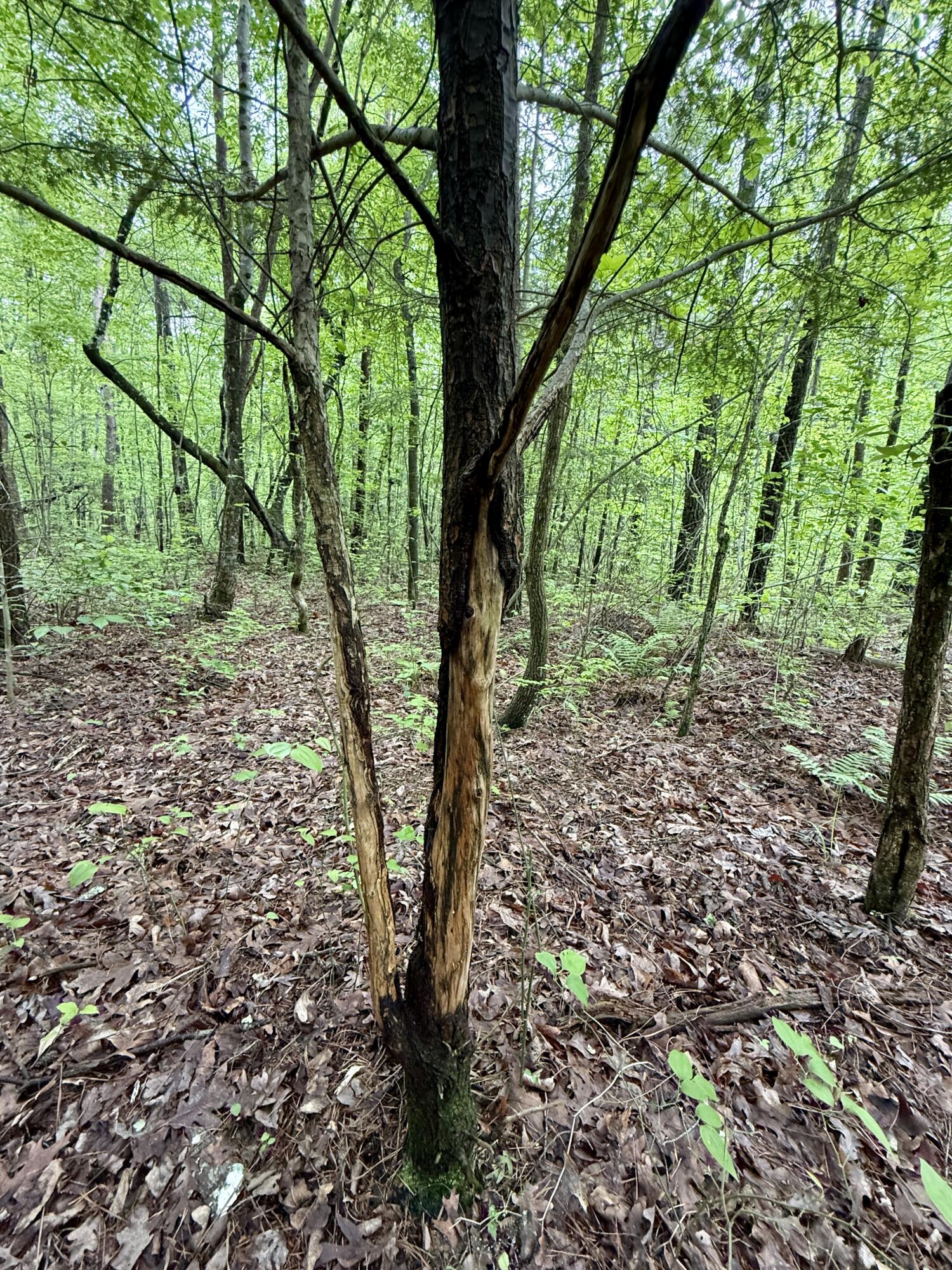 0 Sullivan Road, Unit LOT 3 Dunlap, TN 37327 - Photo 8 of 21 IMG_0933