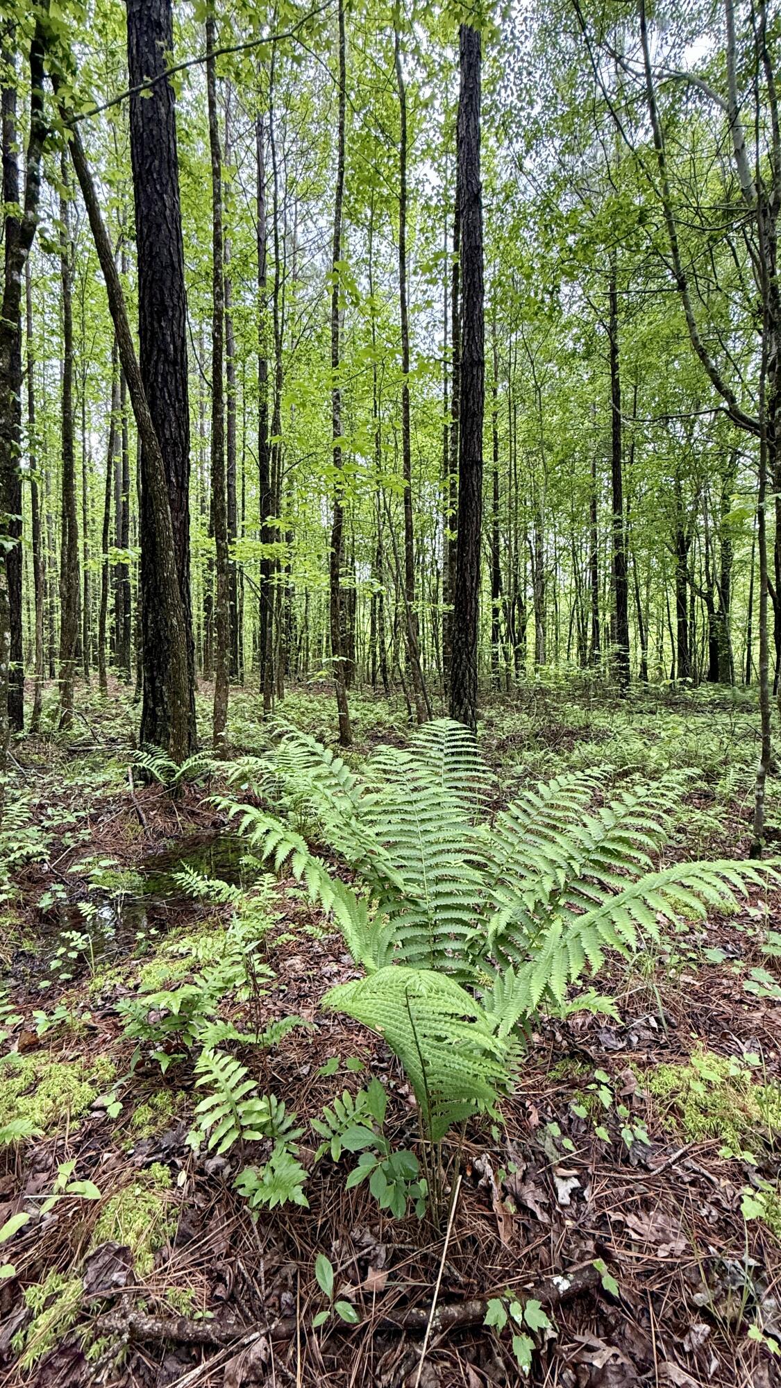 0 Sullivan Road, Unit LOT 3 Dunlap, TN 37327 - Photo 9 of 21 IMG_0935