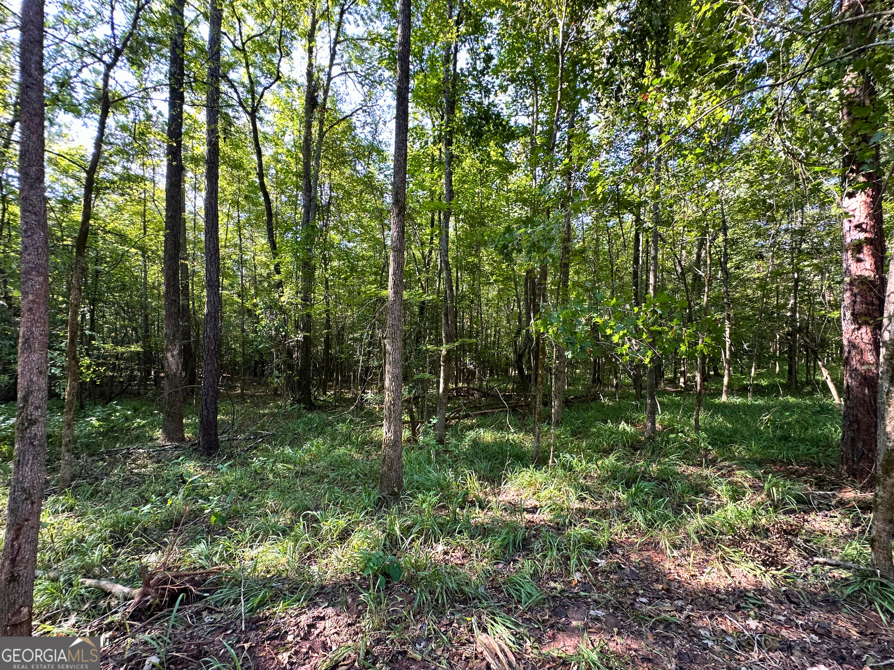 119 Hough Johnson Road Haddock, GA 31033 - Photo 11 of 12 Surrounded by nature