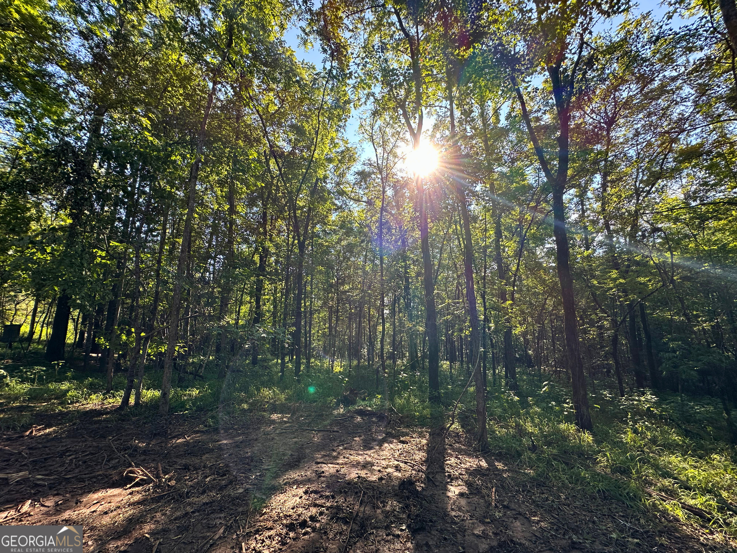 119 Hough Johnson Road Haddock, GA 31033 - Photo 8 of 12 Sun peaking through the trees