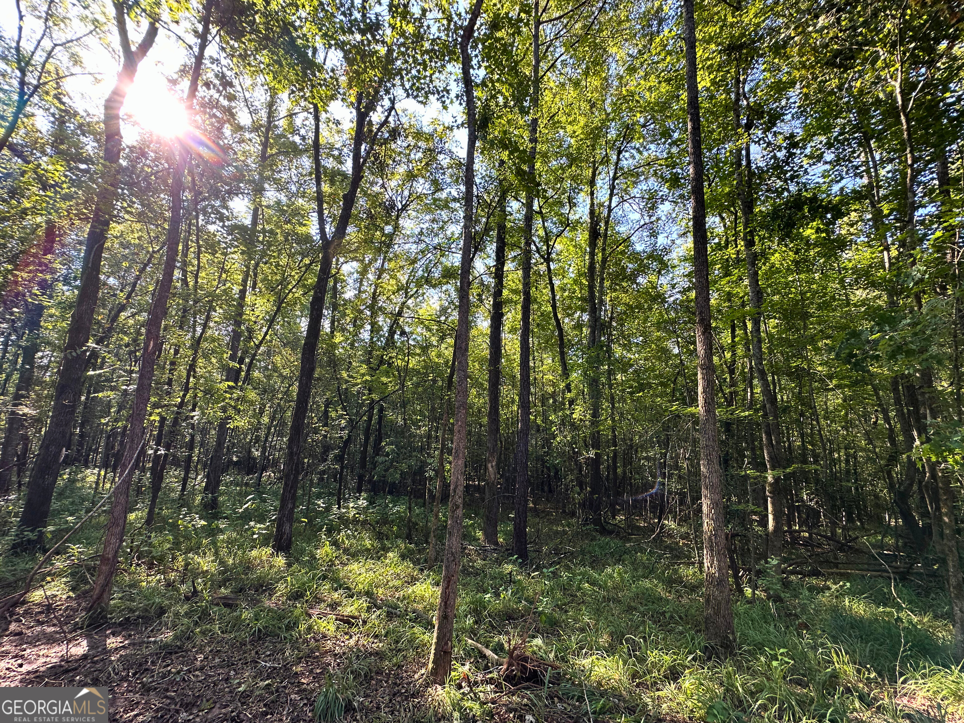 119 Hough Johnson Road Haddock, GA 31033 - Photo 9 of 12 Sun peaking through the trees