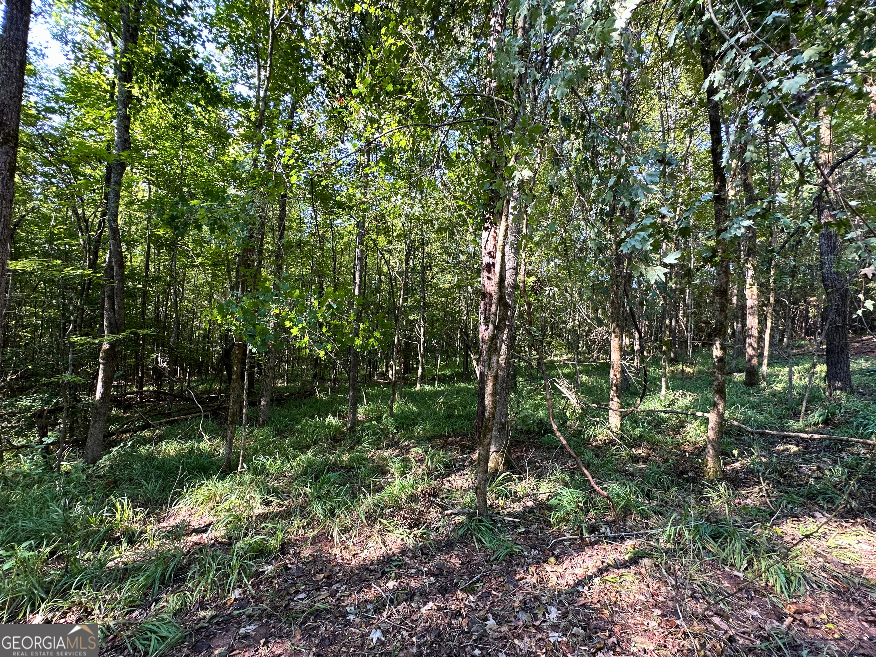 119 Hough Johnson Road Haddock, GA 31033 - Photo 10 of 12 Surrounded by nature