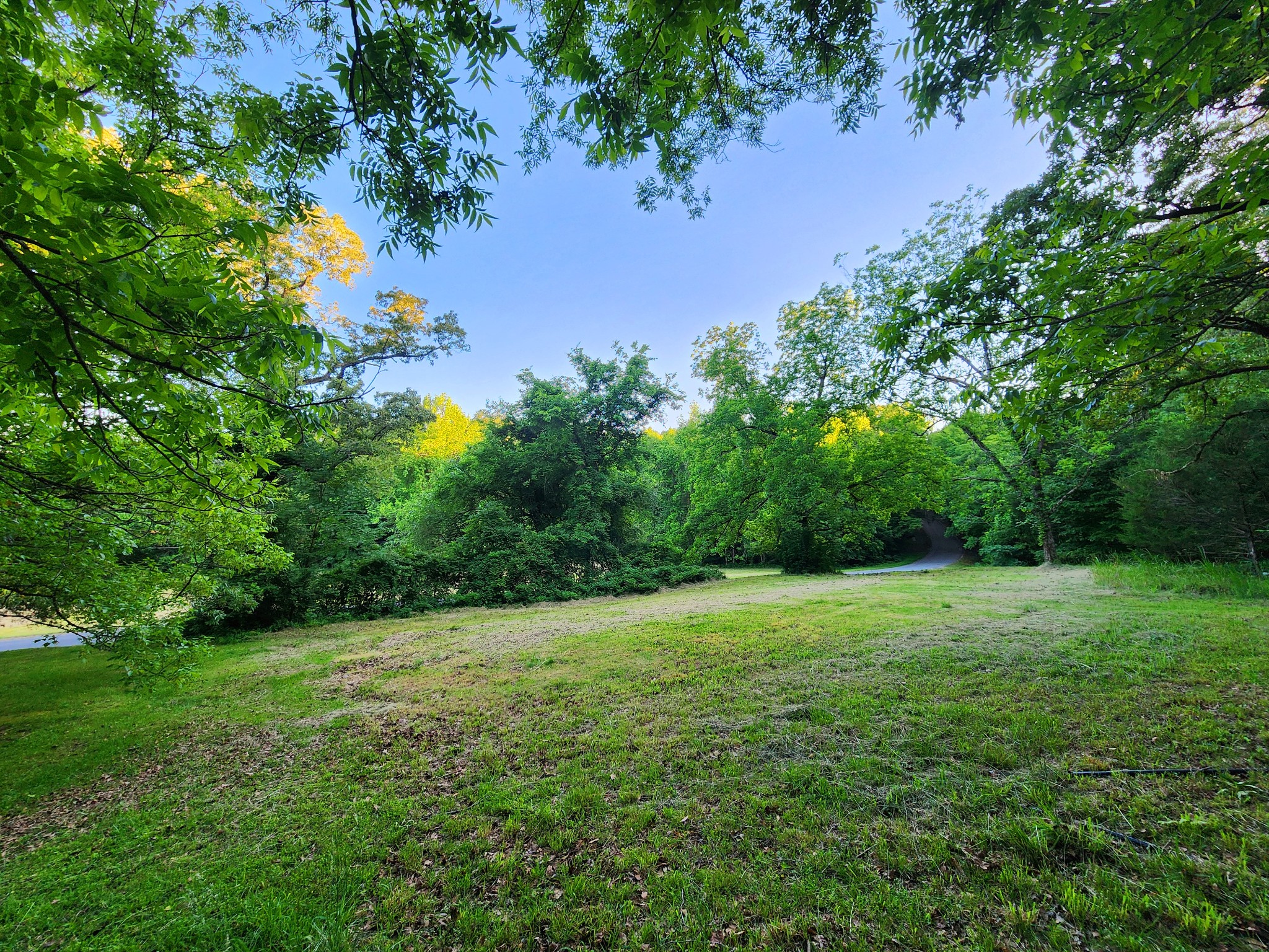 9558 Mt Carmel Road Decaturville, TN 38329 - Photo 9 of 24 a view of a field with plants in front of it