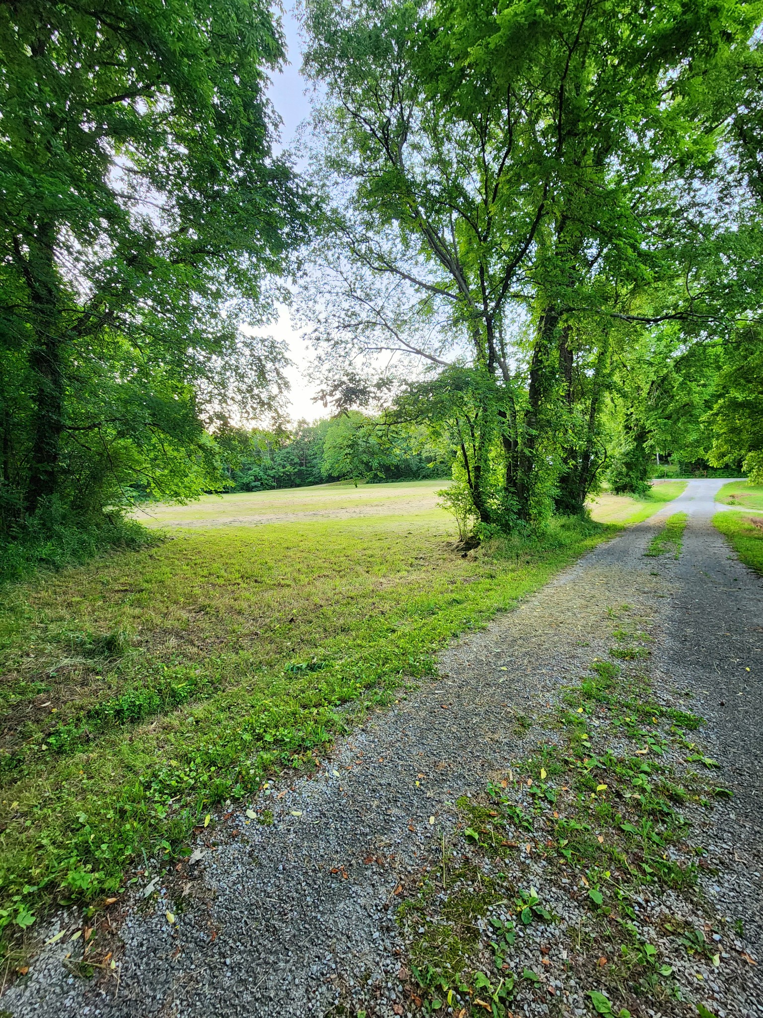 9558 Mt Carmel Road Decaturville, TN 38329 - Photo 10 of 24 a view of a field with an trees