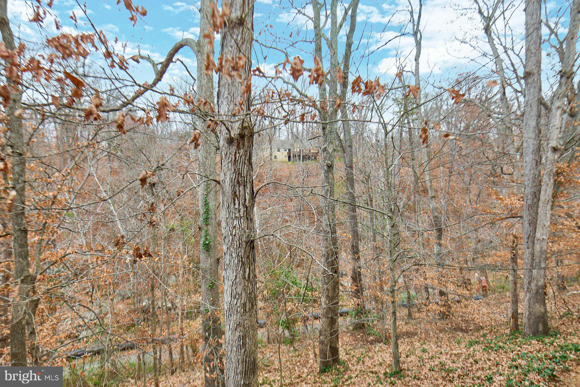 8566 Gwynedd Way Springfield, VA 22153 - Photo 52 of 61 a view of a yard with a tree