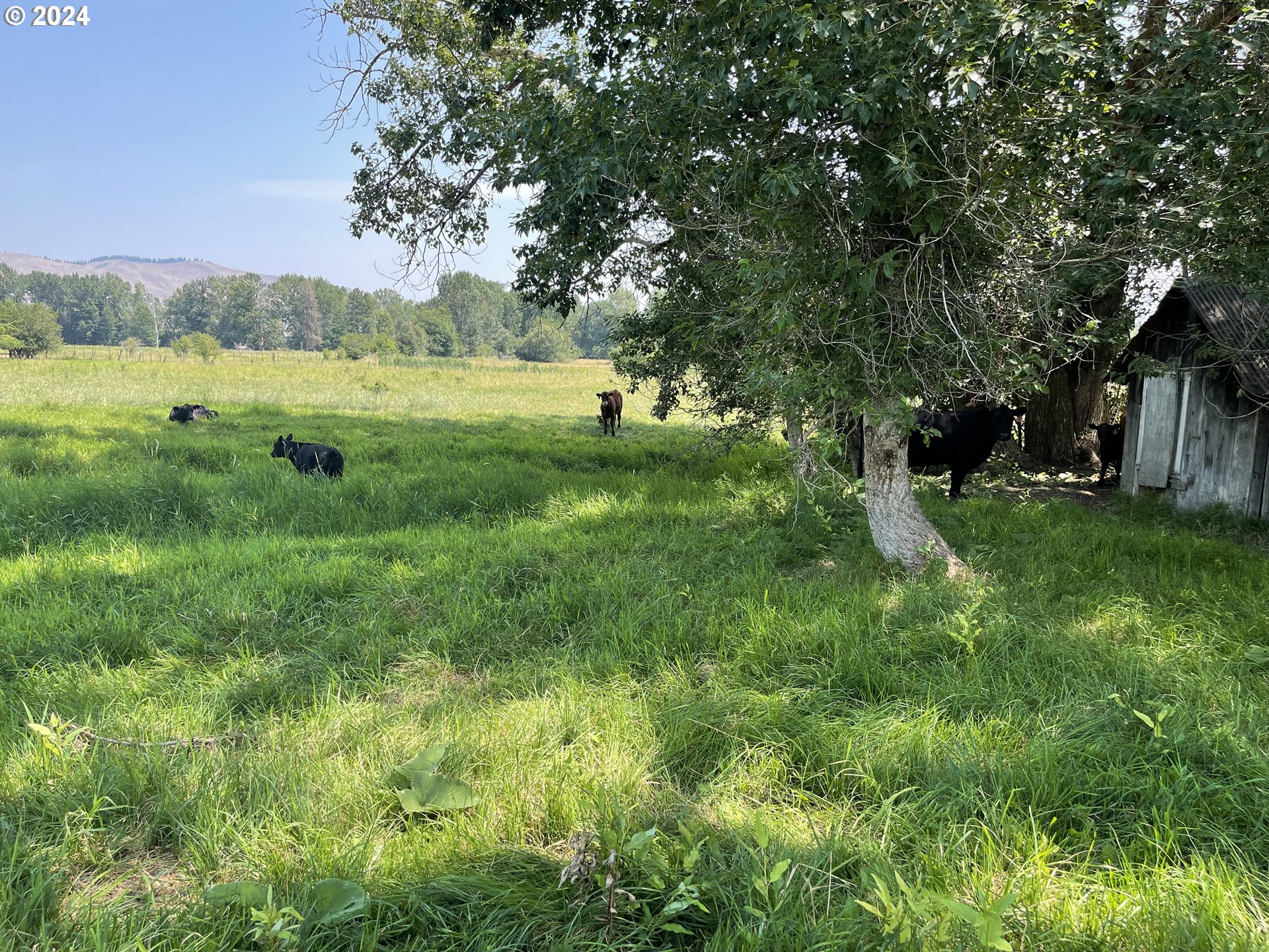 Cornucopia Highway Halfway, OR 97834 - Photo 11 of 13 a view of outdoor space with green field and trees