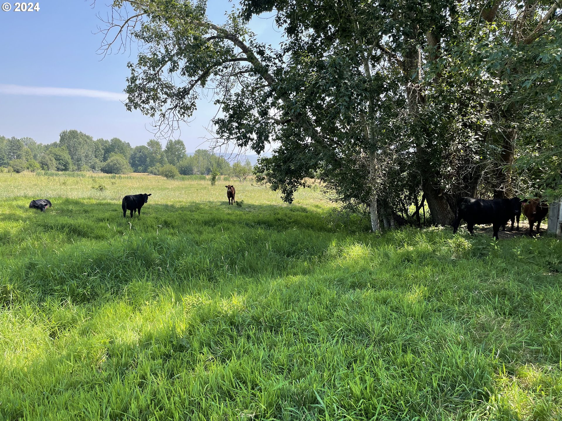 Cornucopia Highway Halfway, OR 97834 - Photo 12 of 13 a view of a garden with trees in the background
