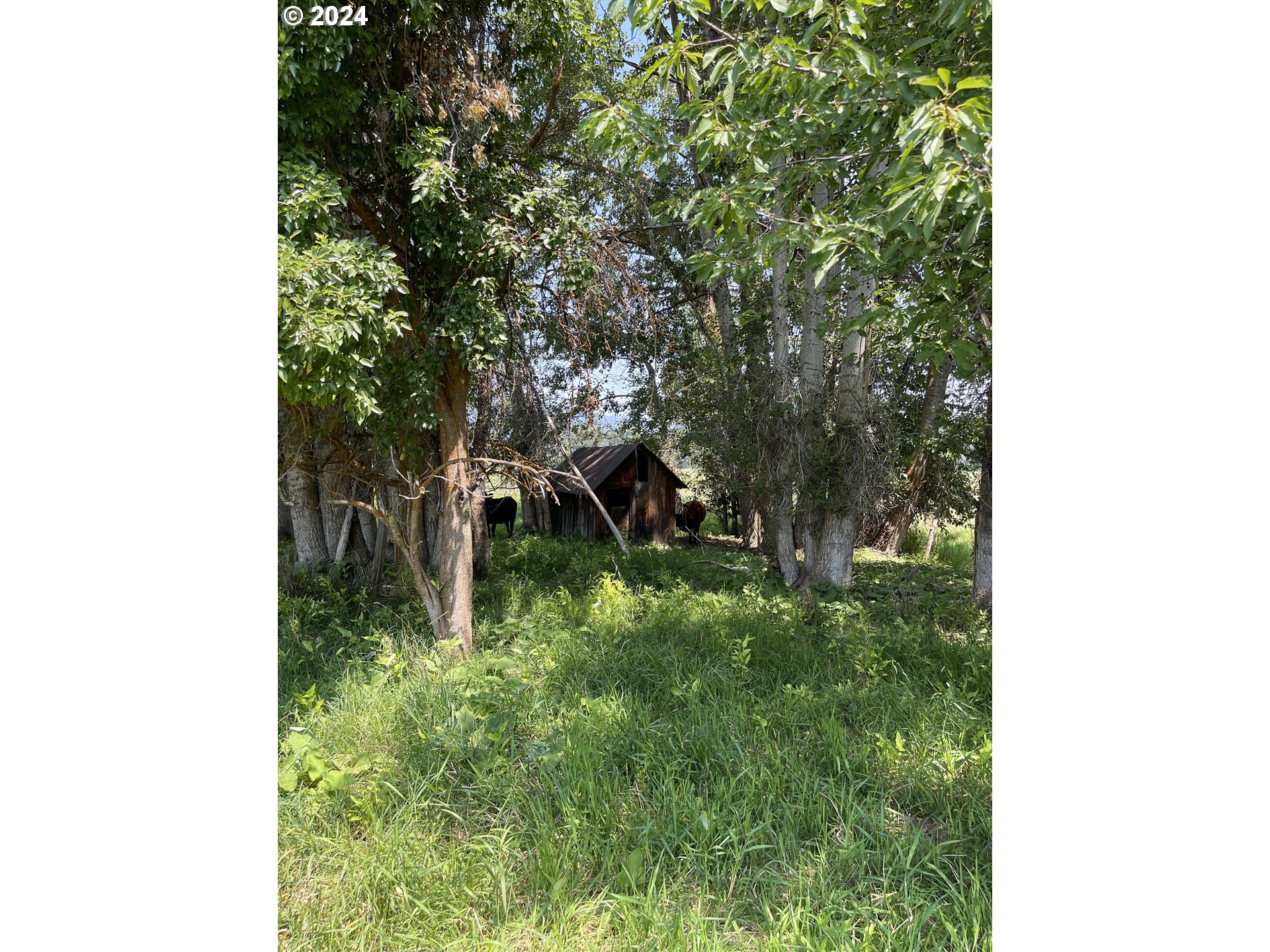 Cornucopia Highway Halfway, OR 97834 - Photo 3 of 13 a backyard of a house with table and chairs