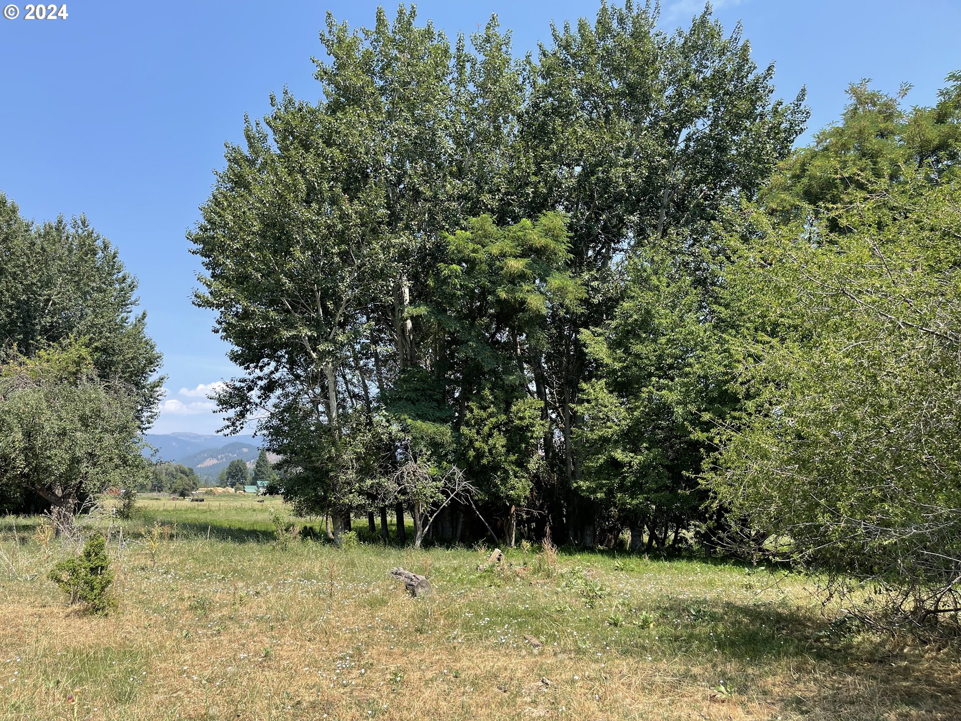 Cornucopia Highway Halfway, OR 97834 - Photo 5 of 13 a view of a green yard