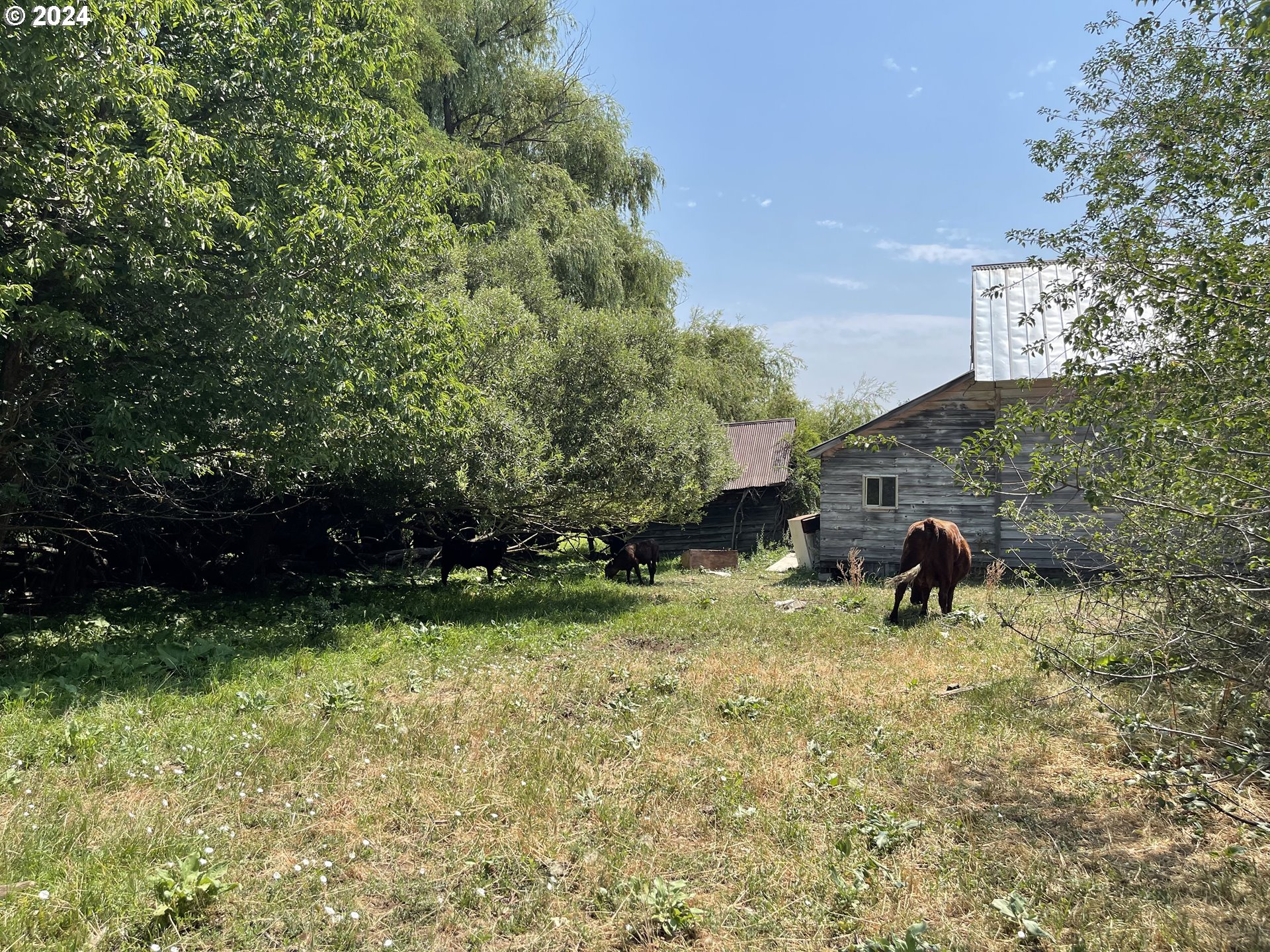 Cornucopia Highway Halfway, OR 97834 - Photo 6 of 13 a backyard of a house with lots of green space and fountain