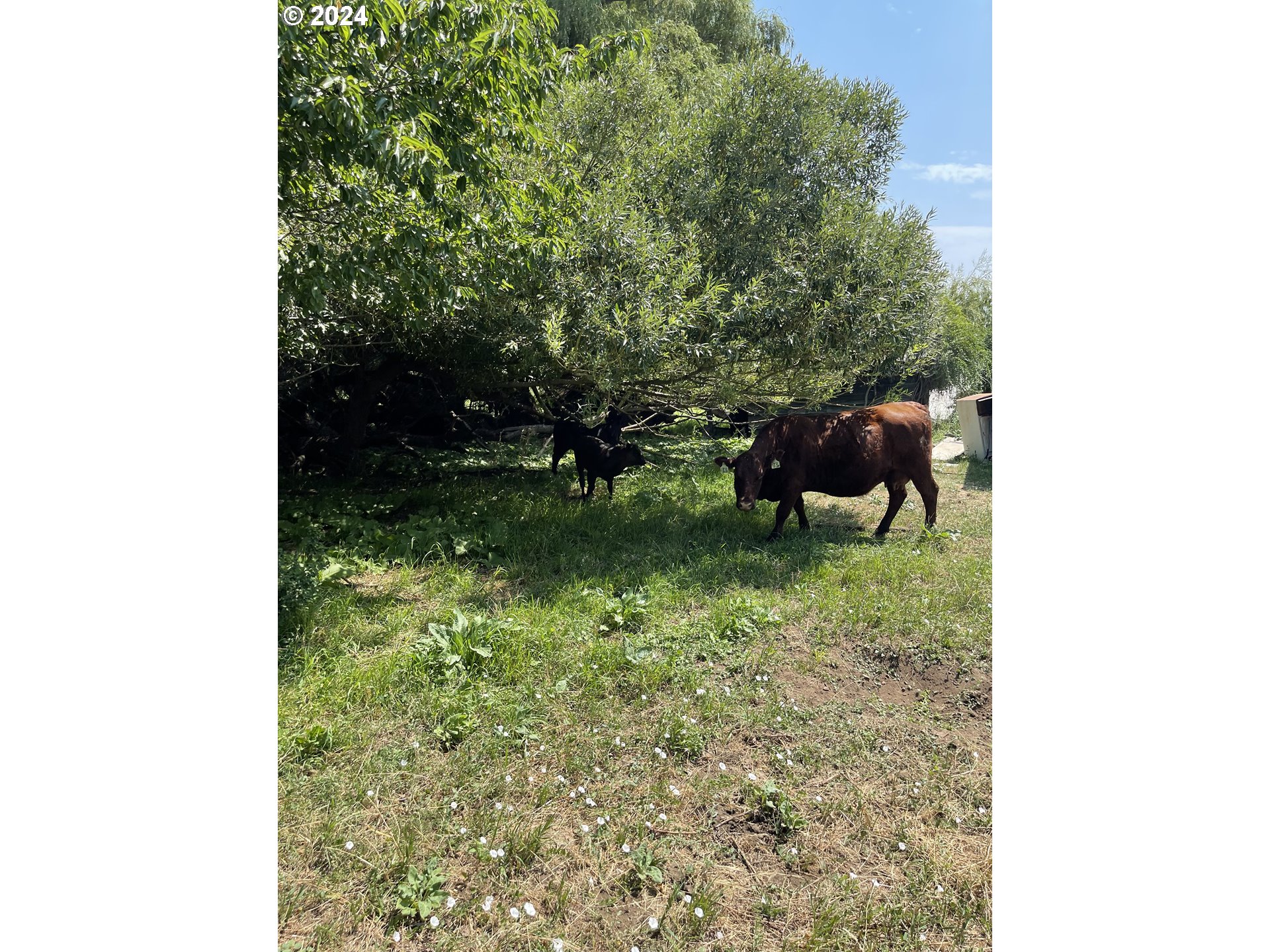Cornucopia Highway Halfway, OR 97834 - Photo 7 of 13 a view of a yard