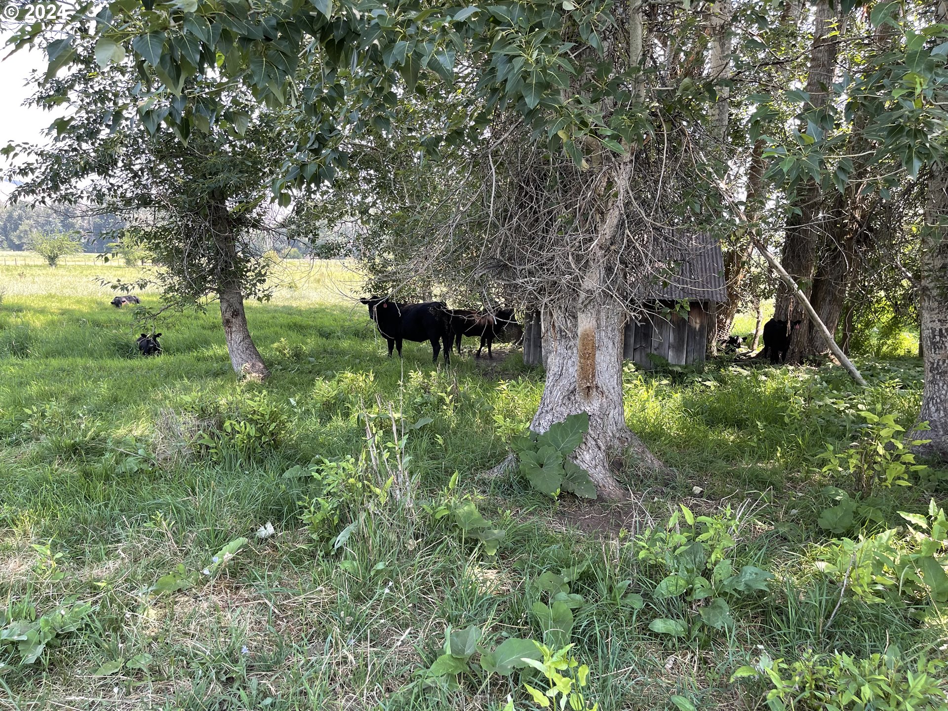 Cornucopia Highway Halfway, OR 97834 - Photo 8 of 13 a backyard of a house with lots of green space