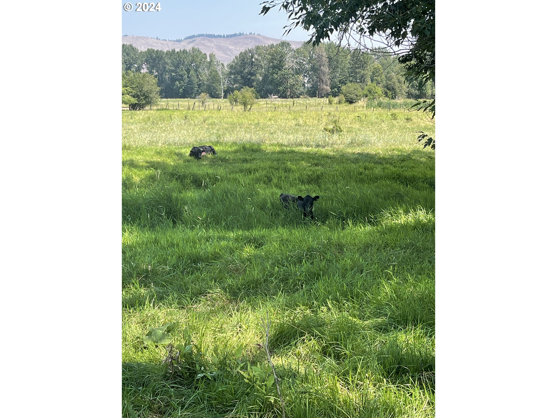Cornucopia Highway Halfway, OR 97834 - Photo 10 of 13 a view of a garden from a yard