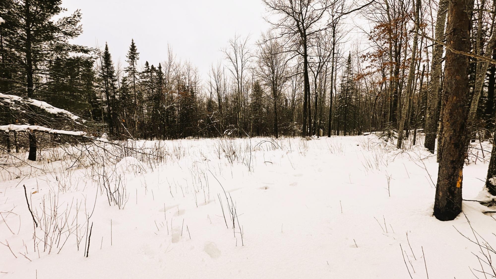 Lot 13 Pfeifer Road Tomahawk, WI 54487 - Photo 6 of 23 Gallery Image 6