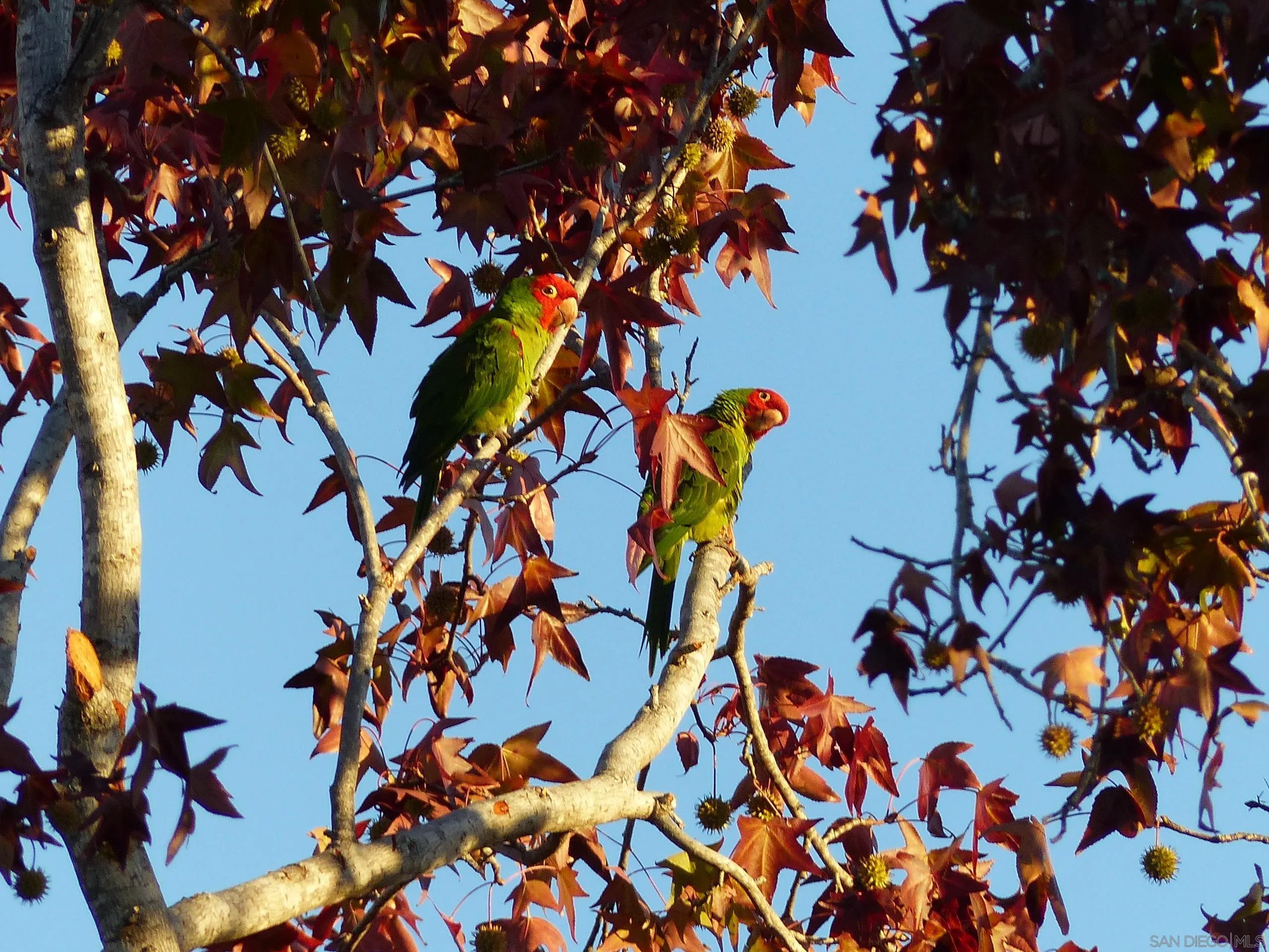 4744 Resmar Road La Mesa, CA 91941 - Photo 51 of 58