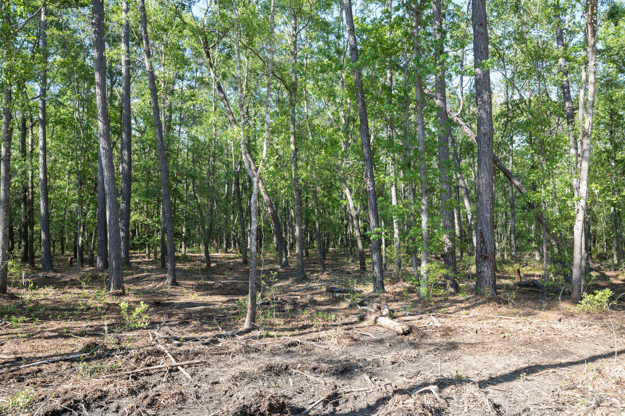 Lot 5 White Road Awendaw, SC 29429 - Photo 6 of 17 White+Rd+Awendaw-4-web