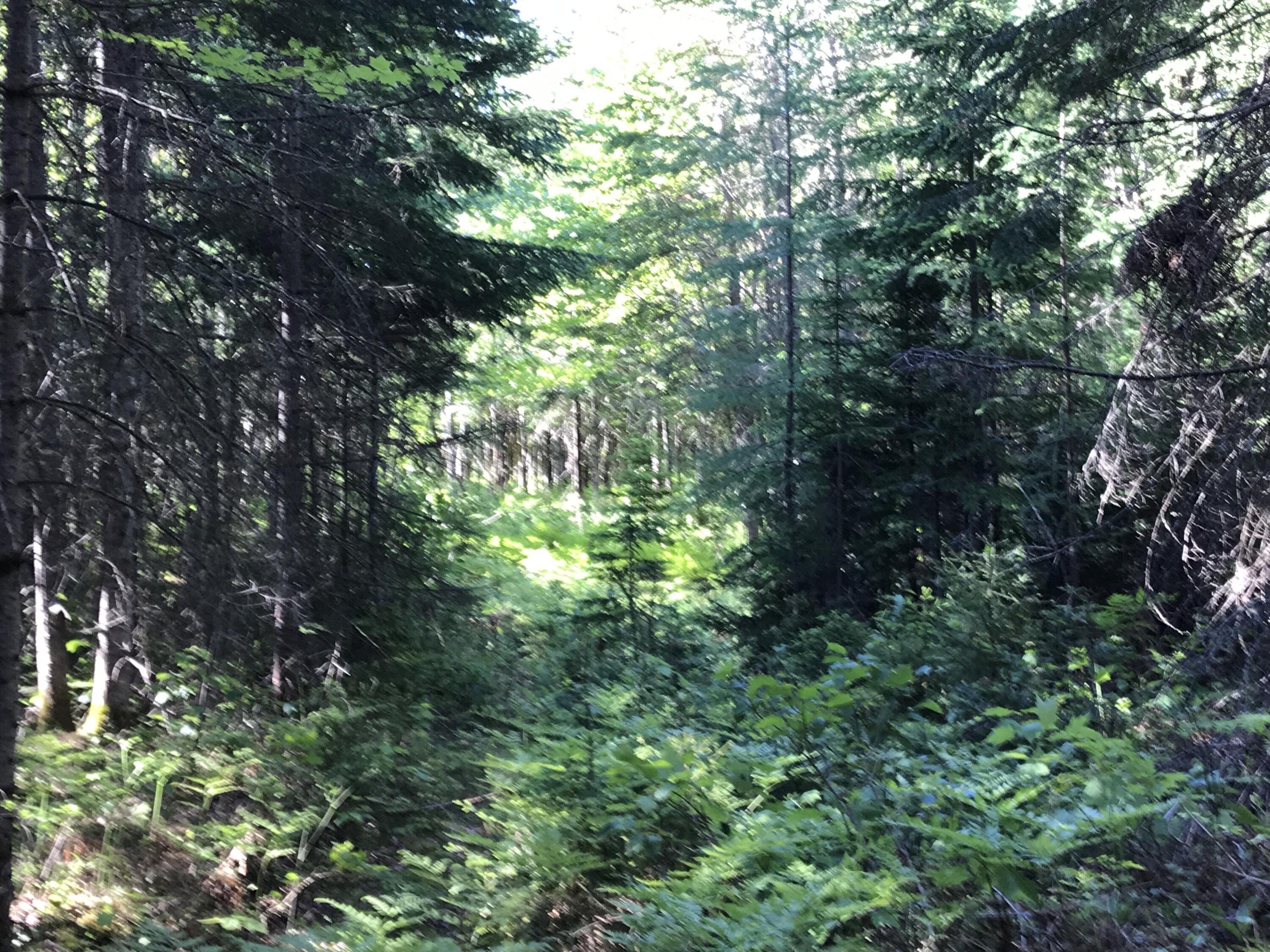 0 Haney Road Caribou, ME 04736 - Photo 12 of 12 Photo Jun 10, 8 37 02 AM