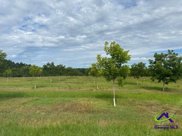 Henderson Springs Road Elko, GA 31025 - Photo 4 of 24