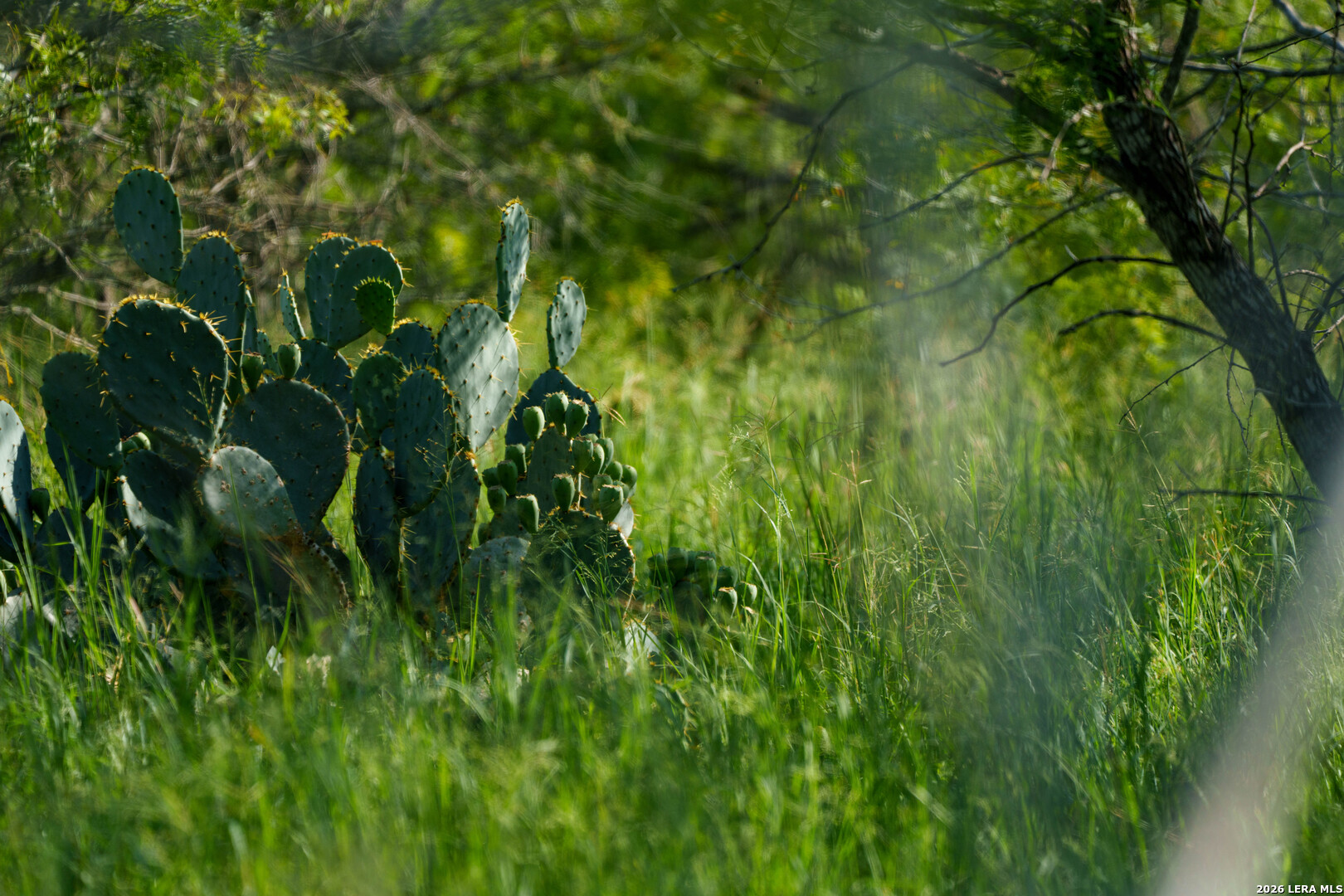 0 Cr 241 Three Rivers, TX 78071 - Photo 9 of 19