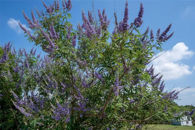 a close up of a flower in a garden