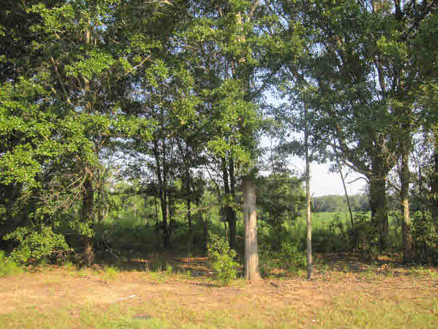 0 Calibre Street Fairhope, AL 36532 - Photo 1 of 1