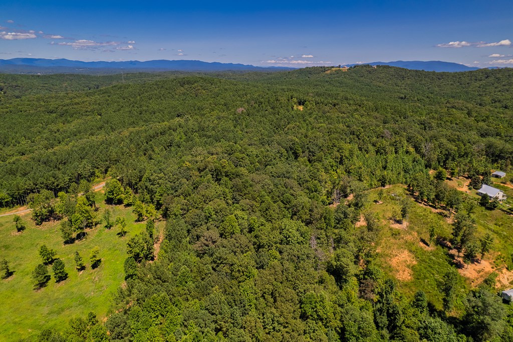 Lot 19 Harris Branch Road Ellijay, GA 30540 - Photo 4 of 15 a view of a big yard with lots of bushes