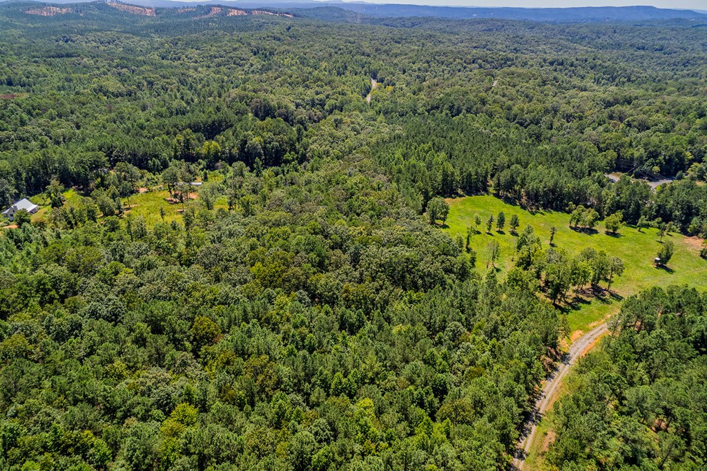 Lot 19 Harris Branch Road Ellijay, GA 30540 - Photo 7 of 15 a view of a lush green forest with a street