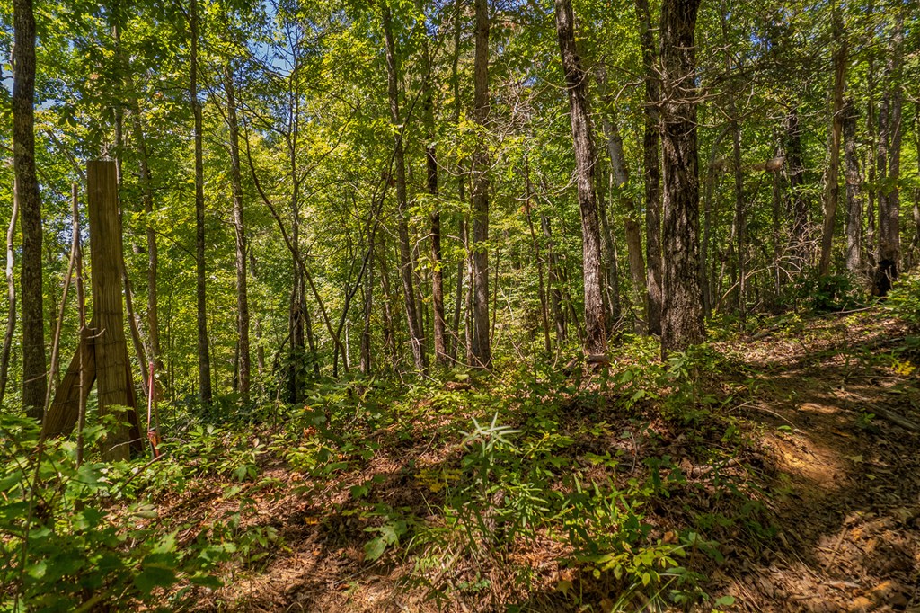 Lot 19 Harris Branch Road Ellijay, GA 30540 - Photo 8 of 15