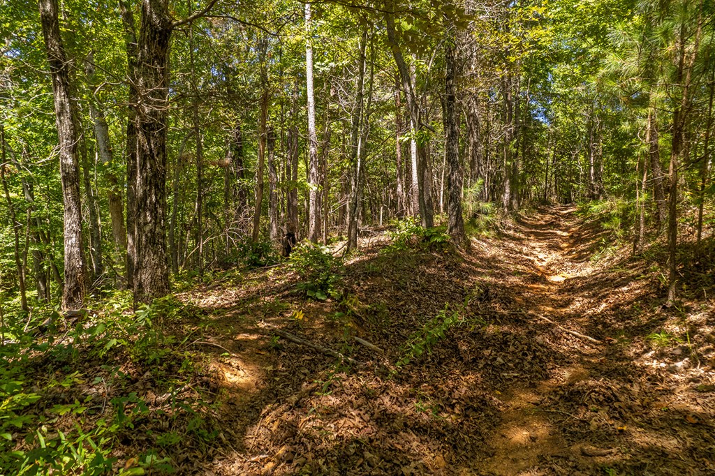 Lot 19 Harris Branch Road Ellijay, GA 30540 - Photo 9 of 15 a view of a yard with plants and wooden fence