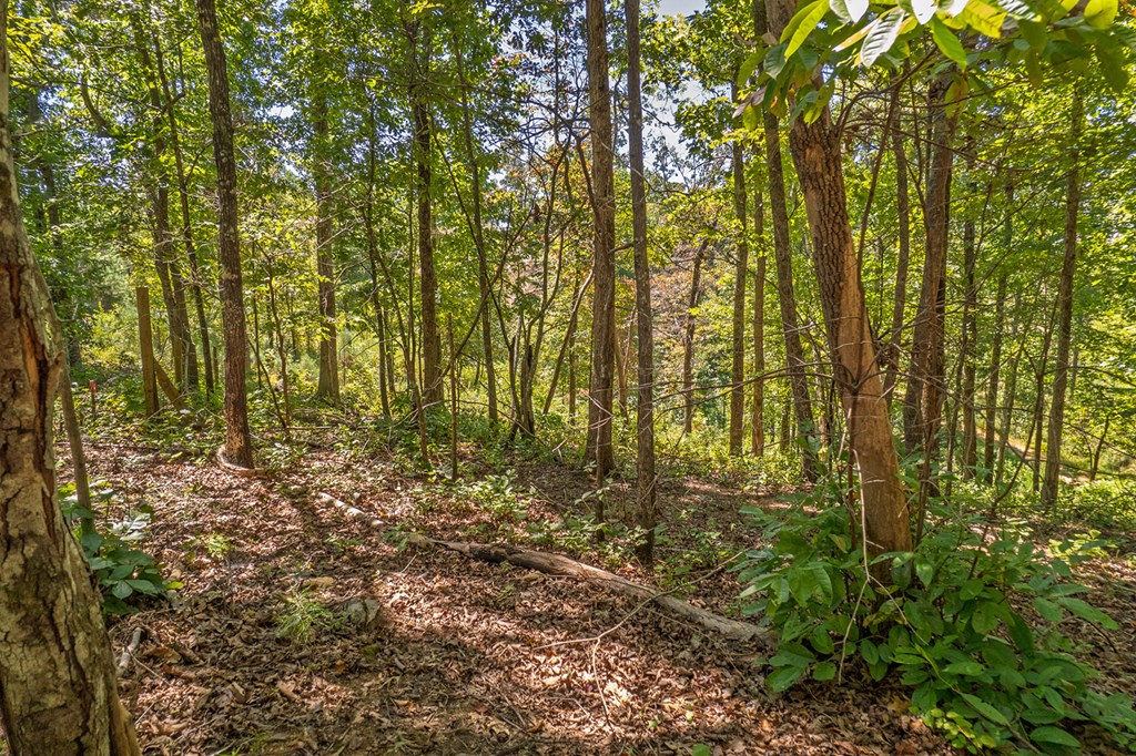 Lot 19 Harris Branch Road Ellijay, GA 30540 - Photo 10 of 15 a view of a garden