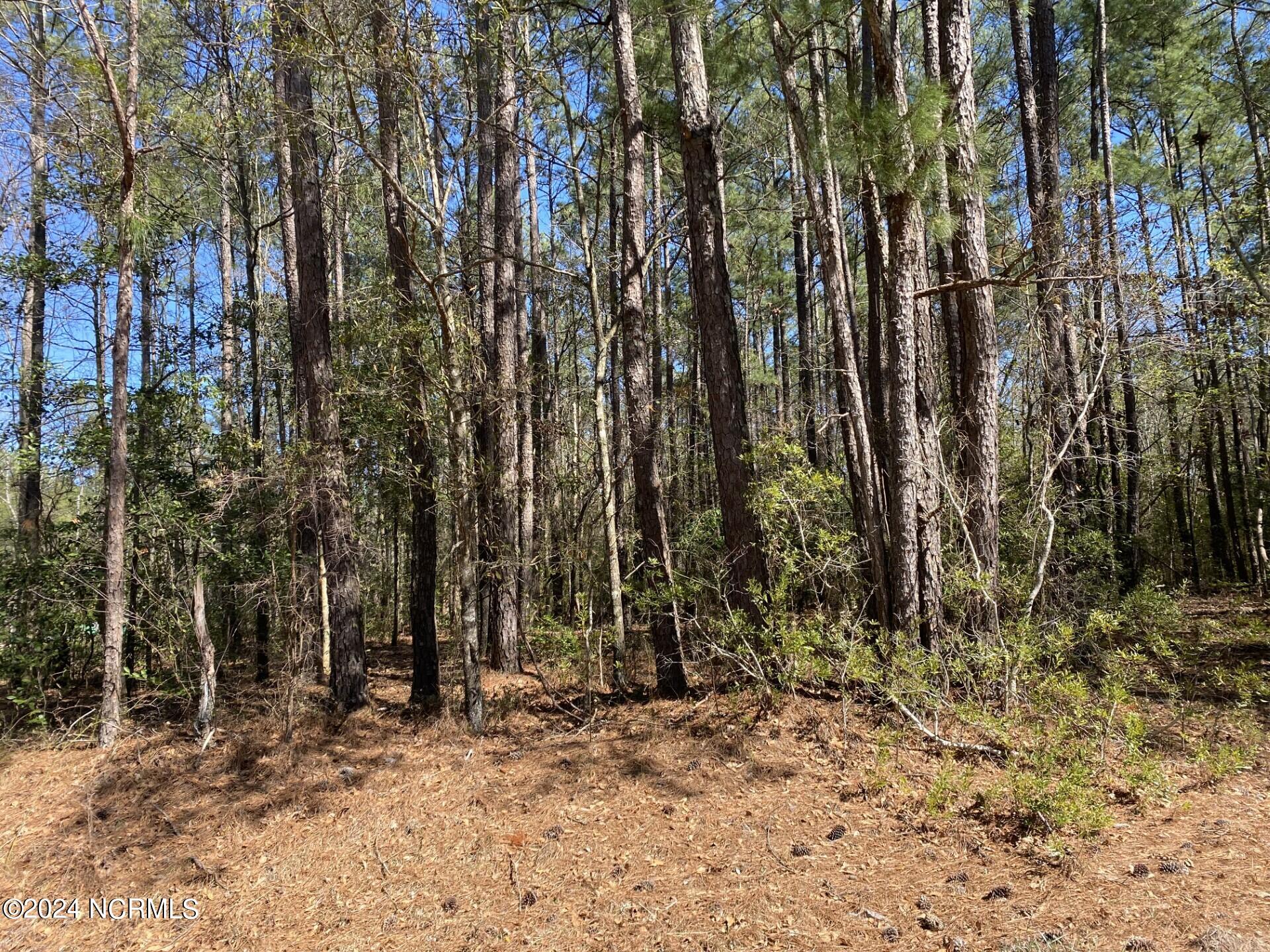 0 Page Road Burgaw, NC 28425 - Photo 4 of 5 Page Road